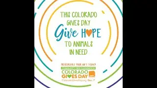 Colorado Gives Day 2021 - Your Impact on Senior Animals at Larimer Humane Society