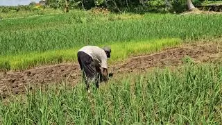 INCREDIBLE SMART FARMER PLANTS HUNDREDS OF RICE SEEDLINGS WITHOUT ANY TOOLS - Agriculture Farming