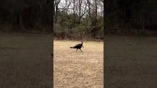 Wild turkey is running fast