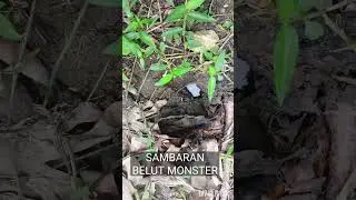 BELUT LAPAR