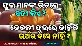 Phula Mananka Bhitare Sati Kie ? କେତକୀ ଫୁଲରେ କାହିଁକି ଭଅଁର ବସେ ନାହିଁ ? Dr. Ashutosh Prasad Mishra