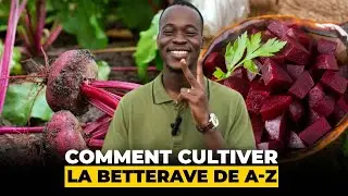 Récolte Abondante : Cultiver la Betterave Rouge en Terre Africaine