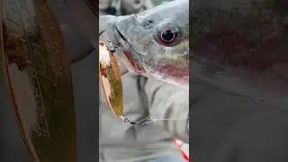 Tulala Spoon VS Hampala #mancing #mancinghampala #castinghampala #hampala #ikanhampala