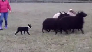 Border collie puppy herding - Alma (12 weeks old)