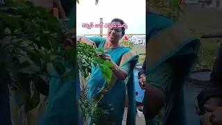 మన గార్డెన్ విజిట్ చేసిన గెస్ట్ ఖమ్మం శ్రీనివాస్ గారు 🤝🙏🙏🥰#gardening #pleasesubscribe 🙏