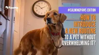 How to Introduce a New Routine to a Pet Without Overwhelming It