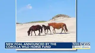 New foal joins Corolla Wild Horse Fund