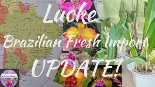 Lucke Brazilian Fresh Import Cattleya Orchids Update
