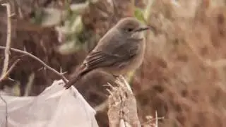Pied Bushchat  Female