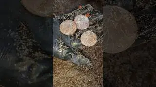 old gold coin recovery video #treasurehunt #shortfeed #shortvideo #shorts