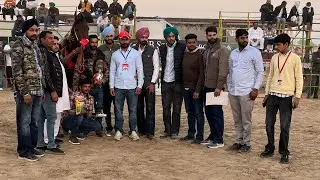 Marwari filly Milk teeth Winner at Hanumangarh horse Mela 2024