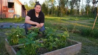 Jordgubbar och square foot gardening