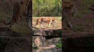 Amur Tiger at the Pittsburgh Zoo