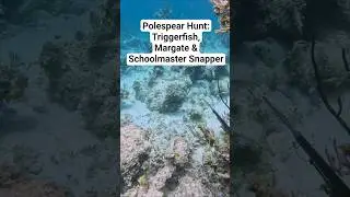 Polespear Hunting - Triggerfish, Margate & Schoolmaster Snapper #spearfishing #polespear #bahamas