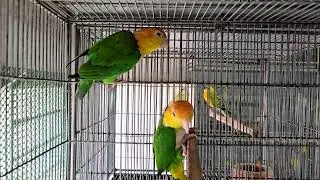 super tem mango head kite parrot | breeding pair kite parrot | talking bird | #shorts