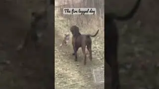 The fifth leg.