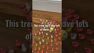 Lots of ducks..