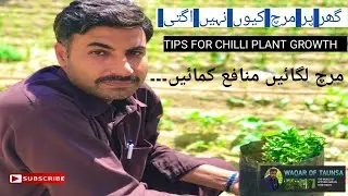 how to grow chili plants at home/Ghar pr mirch laganay ka Sahi tareeka/kitchen gardening