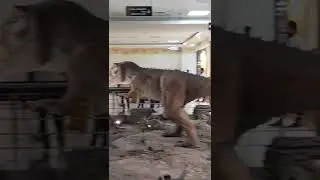 Dinosaur Gallery | Patan|Gujarat| Science Gallery | | Dinosaur Park| #dinosaur #gallery #gujarat