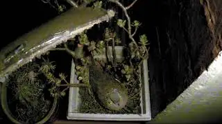 Dove Nest Cam