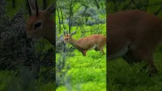 Steenbok at Etosha National Park in Namibia.