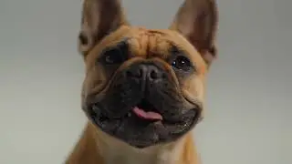 Real Food Real Nutrition Homemade Food For Dogs & Cats | Total Pet Kitchen - For A Happy Healthy Pet