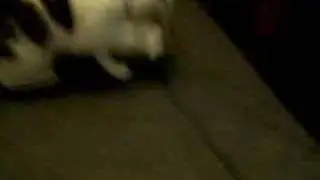 Divvy the cat