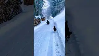 SLEDGING in the SWISS ALPS 🏔️AUSTRALIAN KELPIE & WINTER ADVENTURE #sledging#winteractivity#kelpie
