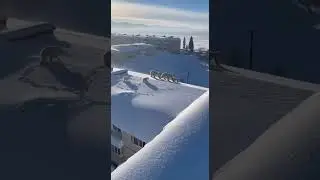 Polar bears in the city are a shocking sight in Kamchatka!