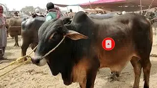 Big Cow Bull In Market 2021 | Enormous Bull in 2021 | Animals cart