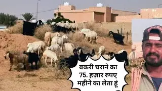 goat farming  in Saudi Arabia// bakari palan kaise pale goat palan