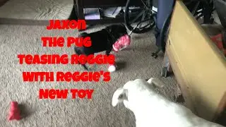 Pug playing with big dog