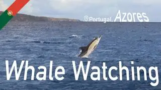 Whale Watching In The Azores