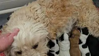 1 week old F1b Goldendoodle puppies