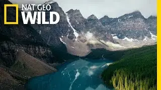 A Celebration of Wildlife and Nature | Symphony For Our World