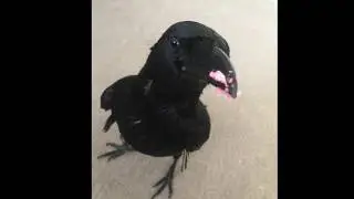 Crow celebrates her Birthday