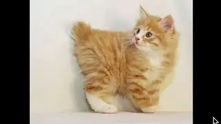 🐈 Cat breed American Bobtail cat #rescuedcat #cats #catvideos #catvideo #catlover #bobtailcat #cat