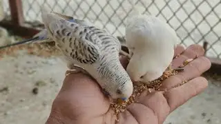 DAY 39th🐦🦜MASHALLAH love birds & Australian bird colony #birds #foryou #parrots  #lovebirds #parrot 
