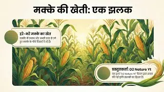 Maize 🌽  | Corn Makke ki kheti #2025 #2026 #corn #crop #farming #nature #organicfarming 