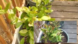 Sensational Solutions Micronized Compost Tea