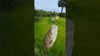 Amazing Fishing🐟 #shorts #japan #original #thailand #fishing #bigfish #viral #fyp #catfish #catching