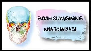Bosh suyagining anatomiyasi (lotin tili)