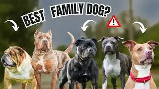 How to Choose the Right Bull Breed Dog for Your Family