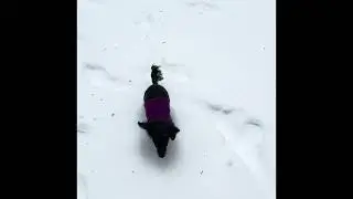 Piper&rsquo;s first snow - Jan 26