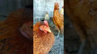 Adorable Red Hen and Friends: Life in Their Cozy Cage 🐔🌈 #CuteAnimals #pets #AnimalFriends #CozyCage