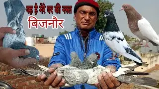 VASIM BHAI KE NAYAB KABUTAR PART 2 BIJNOR/बहुत ही अच्छी नस्ल के कबूतर