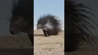 How Do Porcupines Shoot Their Quills?