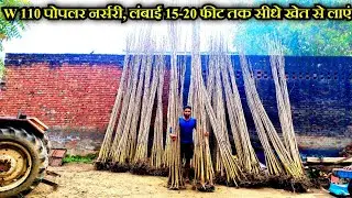 W-110 Number Poplar Nursery in Gajrola,Amroha,UP // पोपलर की नंबर 1 पौध मिलेगी यहाँ #poplar #nursery
