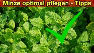 Minze richtig pflegen im Topf & Freiland Garten &ndash; Standort / Gie&szlig;en / D&uuml;ngen / &Uuml;berwintern