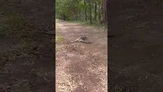injured kangaroo